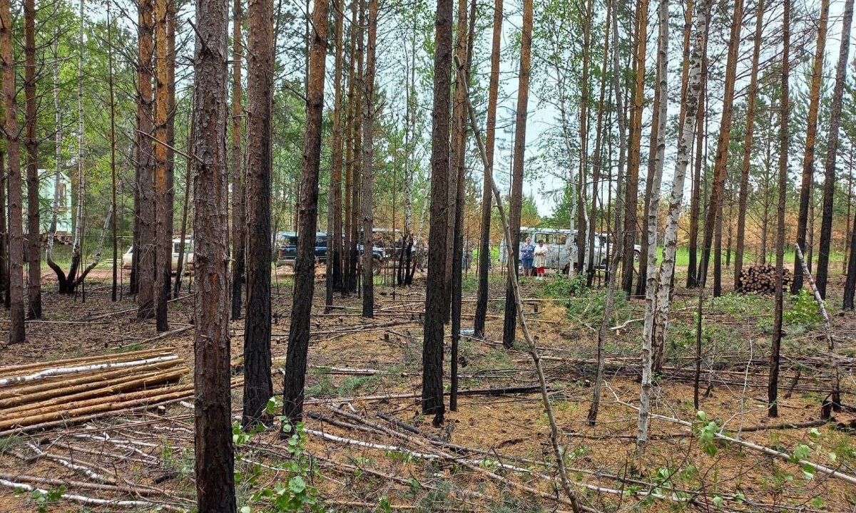 Администрация Братского района остановила вырубку леса на побережье  водохранилища у села Ключи-Булак - Братская студия телевидения