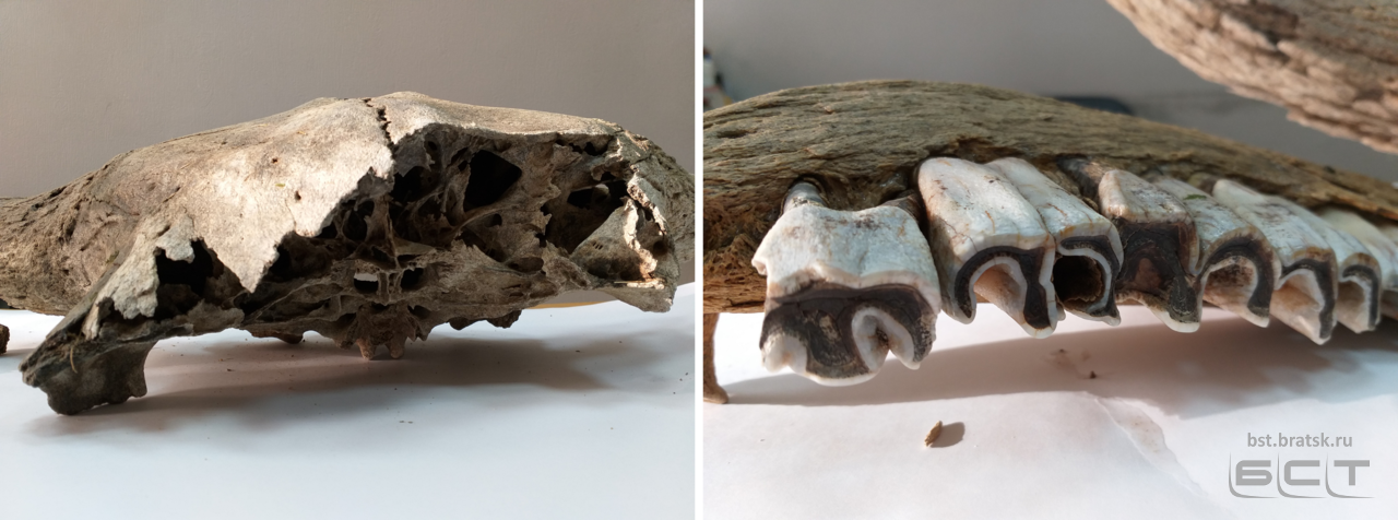 Нашли бизона. Плейстоценовый Бизон останки. Череп плейстоценового волка. Кости плейстоценовых животных.