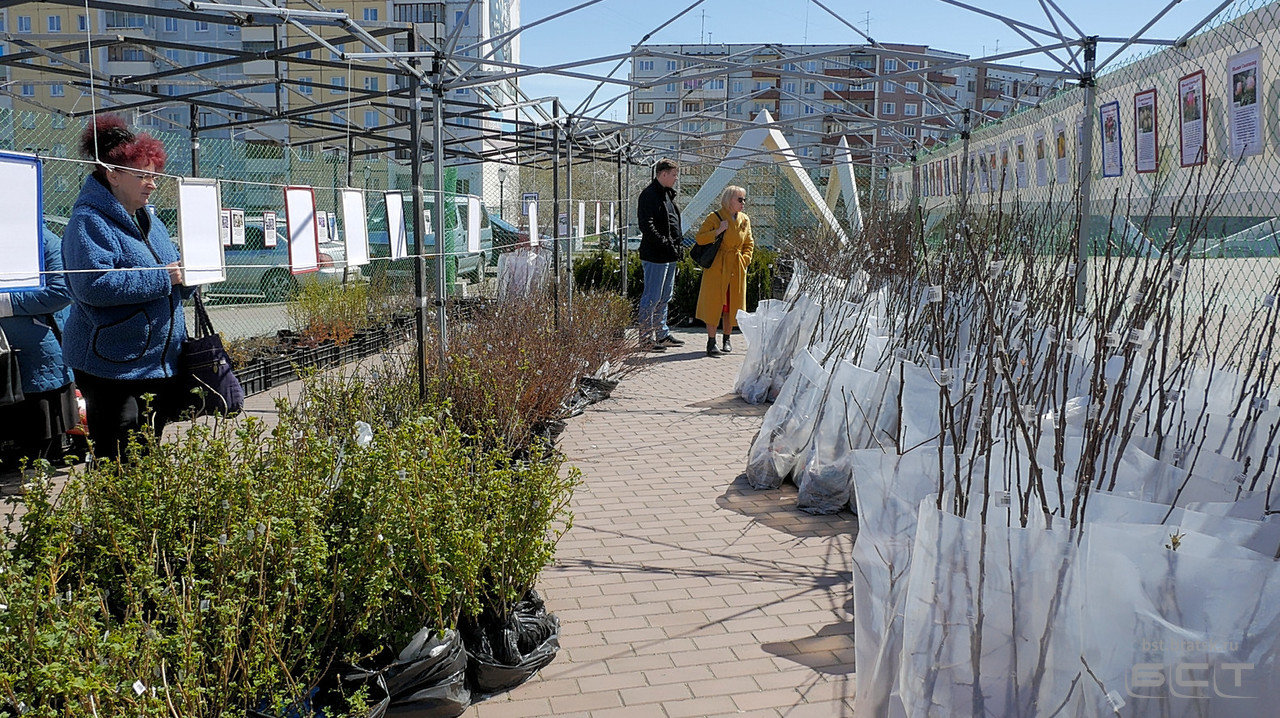 “西伯利亚花园”公布了滨海边疆区的总销售季